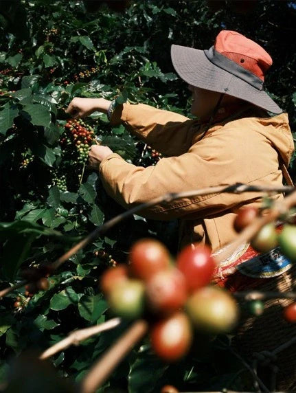 Yunnan Coffee Harvest