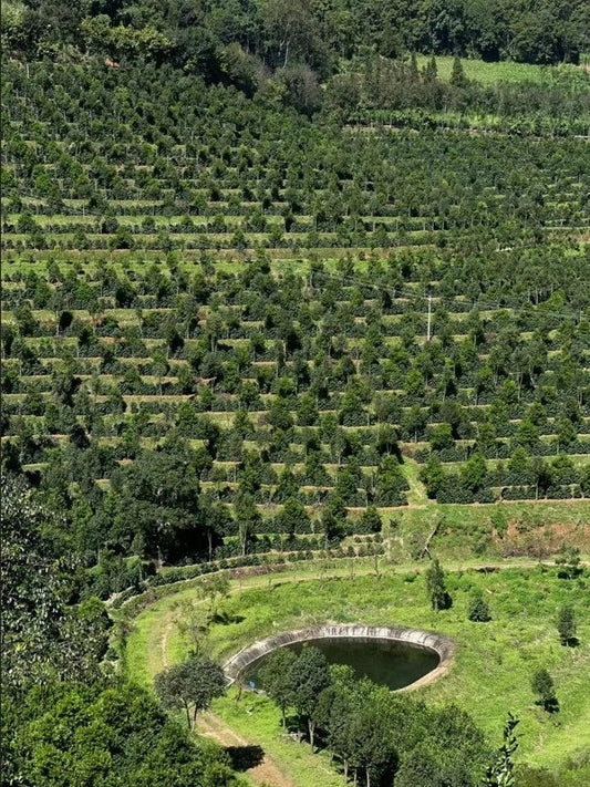 Yunnan Coffee Terroir